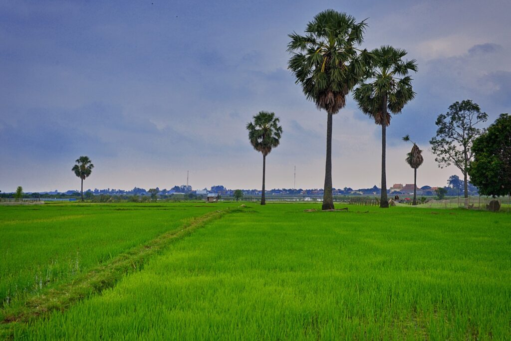 rice fields