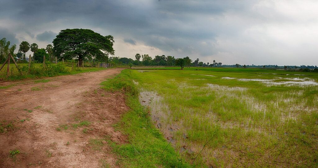 rice fields