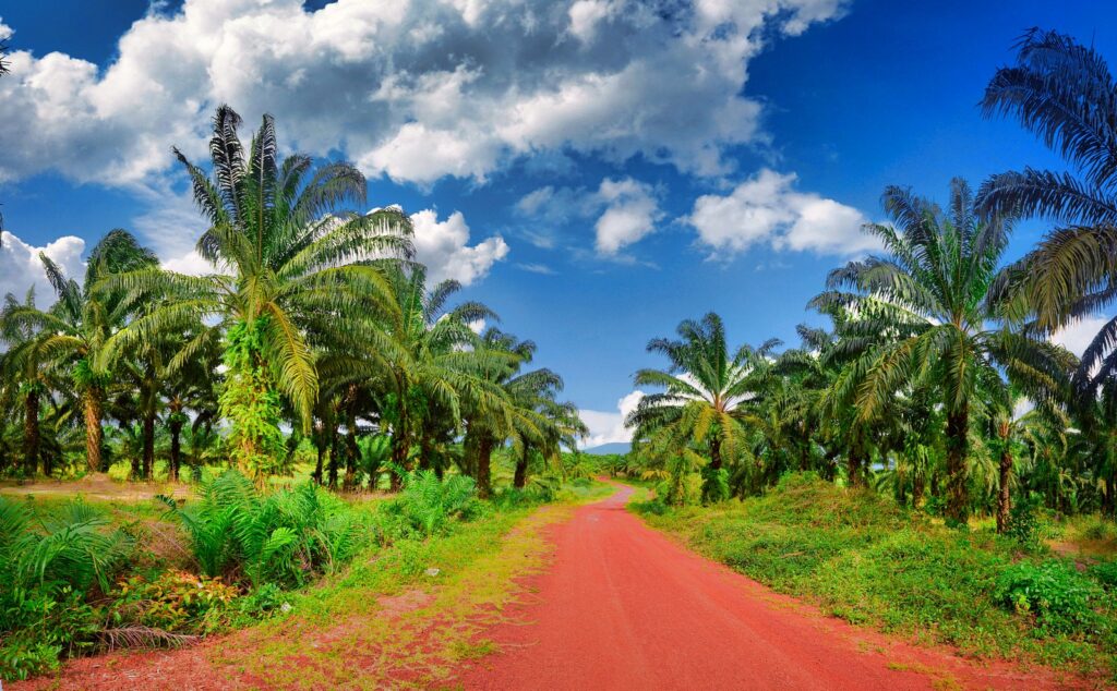 Palm oil plantations